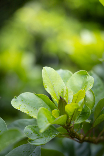 Close-up groen blad onder zonlicht in de tuin. Natuurlijke backgr - Foto, afbeelding