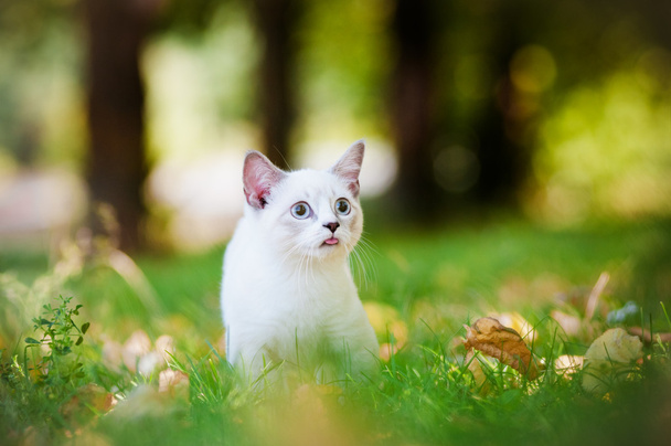 Munchkin kitten outdoors - Foto, Bild