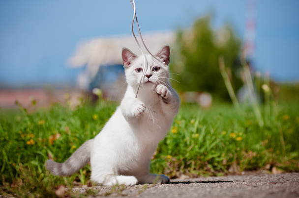 Munchkin kitten outdoors - Fotoğraf, Görsel