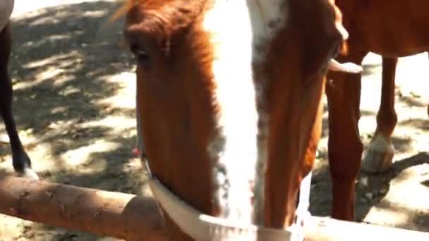 głowę brązowe konie z bliska - Materiał filmowy, wideo