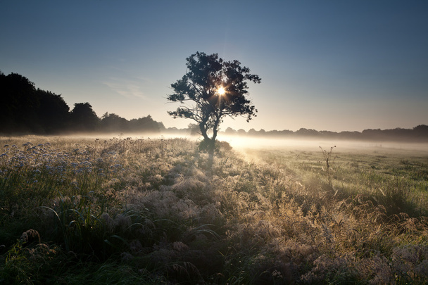sluneční paprsky přes strom v mlhavé ráno - Fotografie, Obrázek
