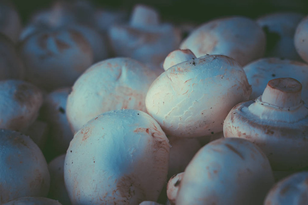 Fresh white button mushrooms in wellington sunday market; mushroom background - Zdjęcie, obraz