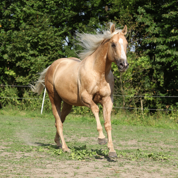 Bonito caballo palomino con melena larga y rubia corriendo
 - Foto, imagen