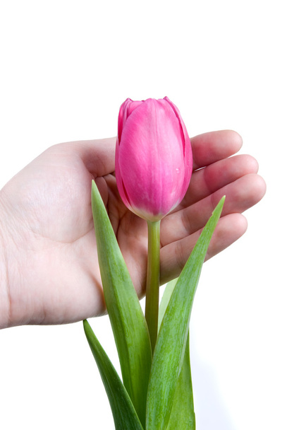 Hand and pink tulip isolated on white - Zdjęcie, obraz