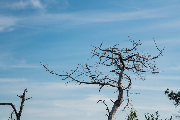 Ein Totenbaum - Foto, Bild