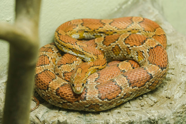 Cobra de milho na rocha É uma cobra que tem sido popular para levantar belas cores
 - Foto, Imagem