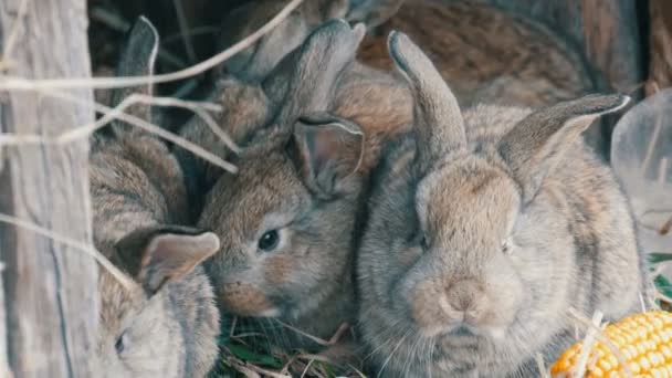 Güzel komik küçük genç tavşan yavruları ve anneleri çiftlikte bir kafeste ot yemek. - Video, Çekim