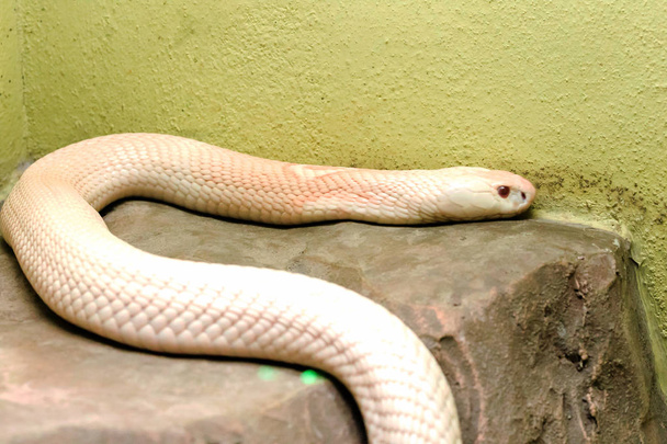 動物園のガラスクローゼットを見る白いコブラ - 写真・画像