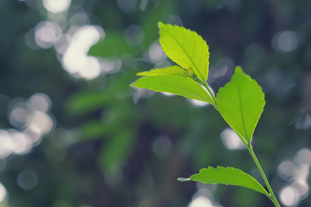zielone liście świeże wiosna natura tło  - Zdjęcie, obraz