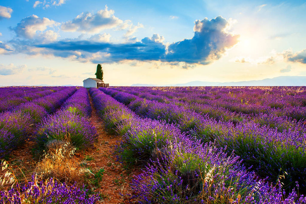 Champs de lavande au lever du soleil en Provence, France
. - Photo, image