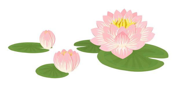 Vektorillustration einer Lilie. Seerose isoliert auf weiß. Zusammensetzung aus rosa Lotusblume mit grünen Blättern. - Vektor, Bild