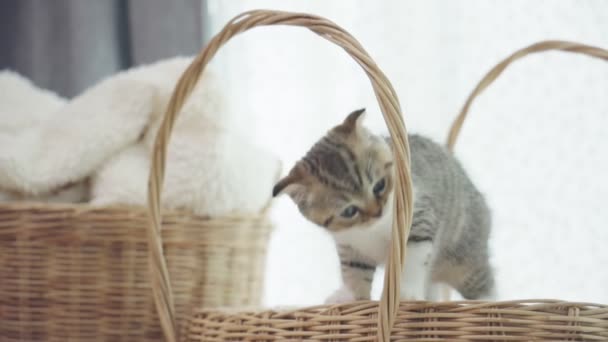 Cute kittens climbing down from the top of basket slow motion - Felvétel, videó