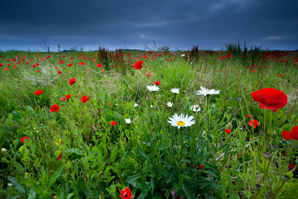 mák és a százszorszép virág, nyáron - Fotó, kép