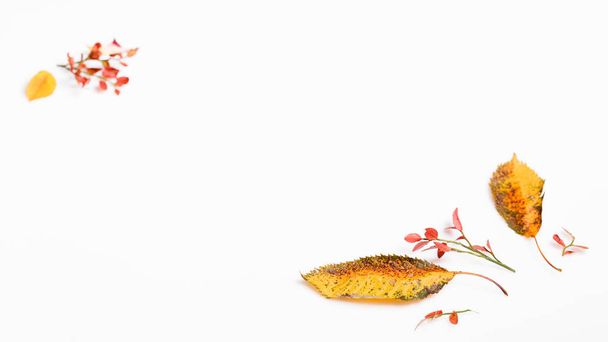 Осіння композиція з осіннього сухого різнокольорового листя на білому тлі. Осінь, осінь концепція
. - Фото, зображення