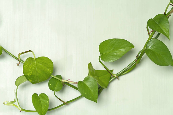 Um ramo de planta potho em um fundo de madeira verde
  - Foto, Imagem