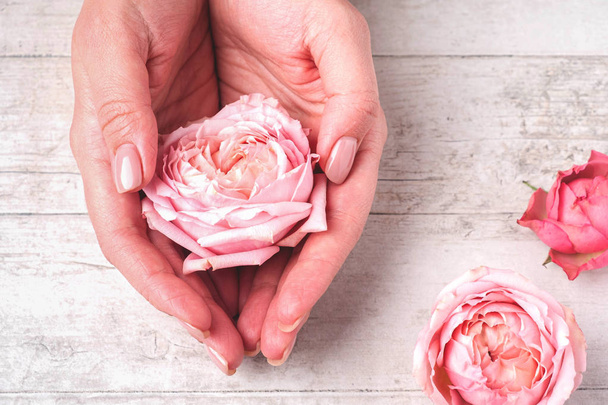 Woman hand holding  pink rose bud on a white Wooden background. Symbol of femininity and tenderness. - Foto, Imagem