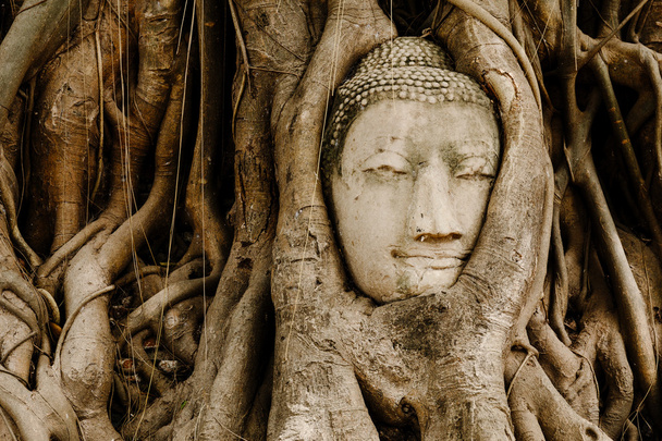 Buda'nın kafası ayutthaya içinde yaşlı ağaç - Fotoğraf, Görsel
