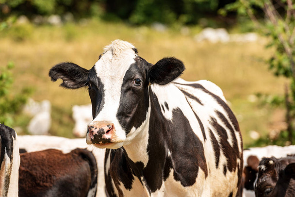 Цікава біла і чорна молочна корова дивиться на камеру
 - Фото, зображення