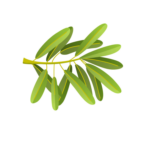 Flat illustration of olives branch isolated on white background. For natural cosmetics, olive oil, health care products. Vector illustration - Vektor, obrázek