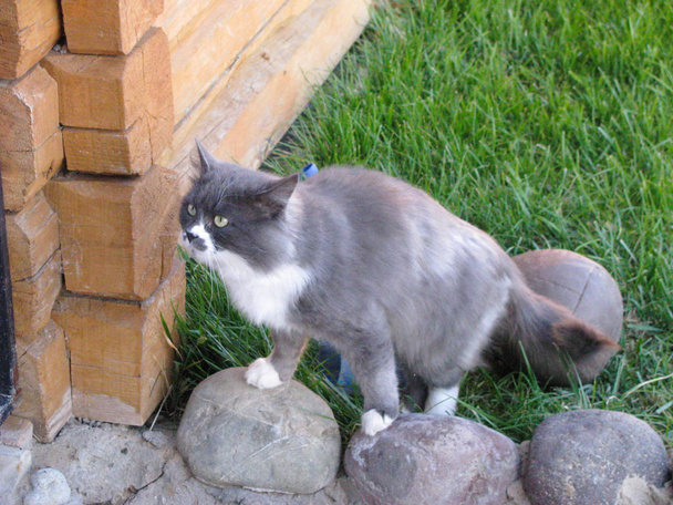 Gato híbrido, branco e cinza, cuidadosamente procura por presas no campo interno
 - Foto, Imagem