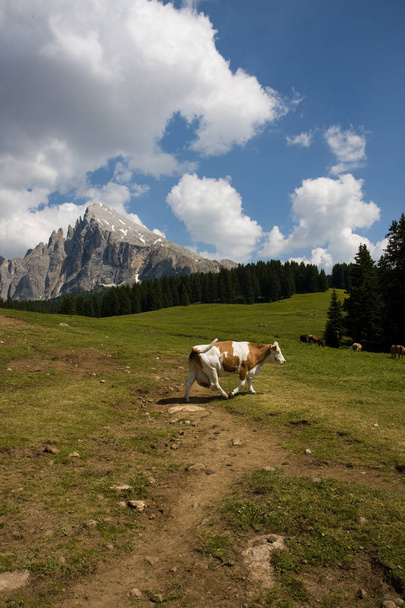 Alpe di siusi Trentino alto adige - Foto, imagen