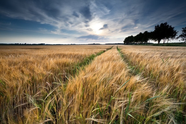 pšeničné pole v létě - Fotografie, Obrázek