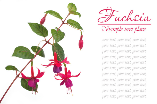 Fuchsia with beautiful flowers isolated . inscription - Photo, Image