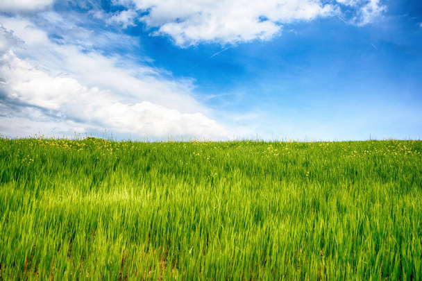 prado verde y cielo azul - Foto, imagen