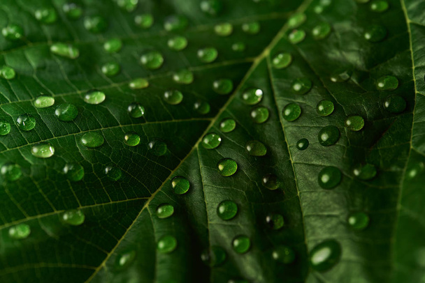 Yeşil yaprak makro çekim su damlaları, seçici odak. - Fotoğraf, Görsel