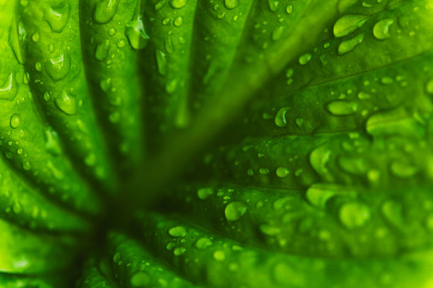 Green fresh leaves with raindrops. Close up background. - 写真・画像