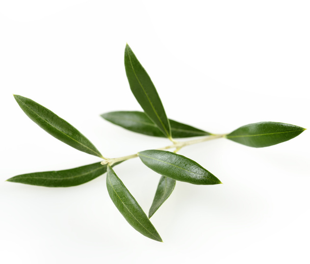 Green Olive Branch With Leaves - 写真・画像