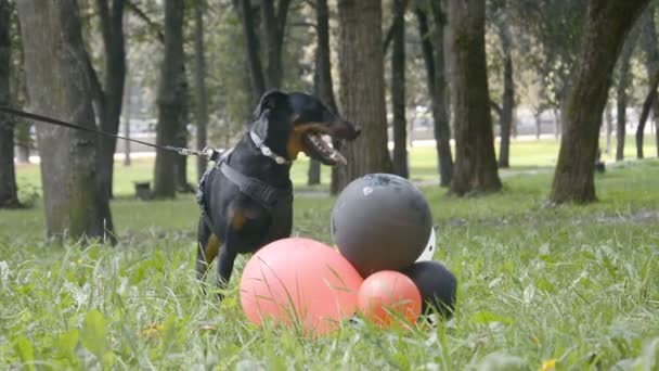 funny video, a small black dog is played with balloons on the grass in a city park - Video