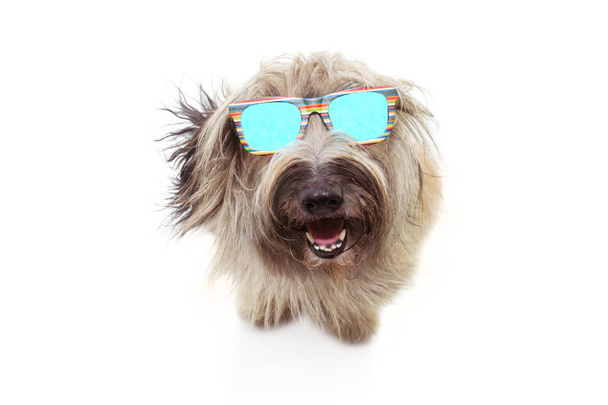 Szczęśliwy owiec pies noszenie kolorowych okularów przeciwsłonecznych. Izolowane na białym b - Zdjęcie, obraz