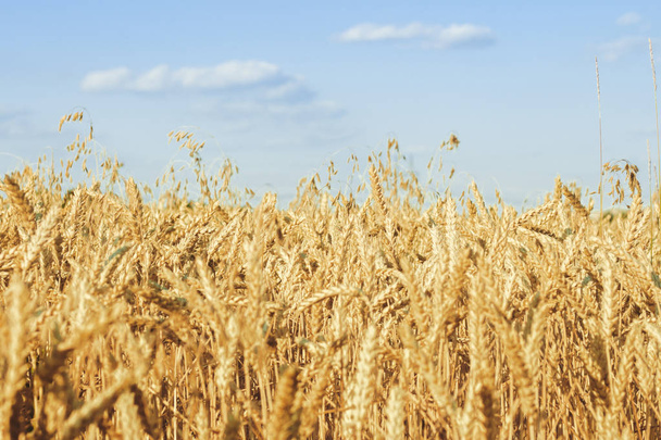 Уши пшеницы или ячменя на поле. Хорошая концепция сбора урожая, крупы, натуральный продукт
 - Фото, изображение