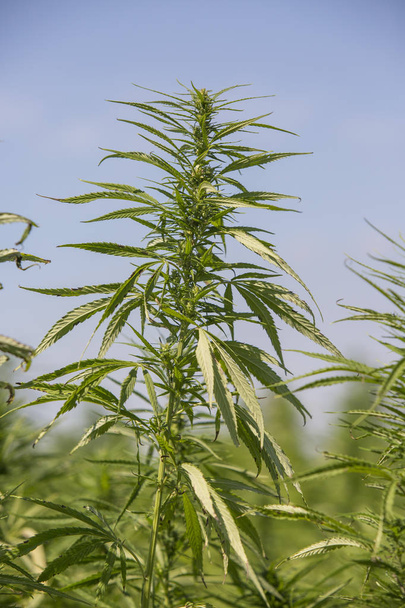 マリファナフィールド上の大きくて健康的な新鮮なCbd麻の芽 - 写真・画像