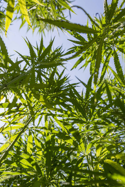 Big and healthy fresh CBD hemp bud on marijuana field - Photo, Image