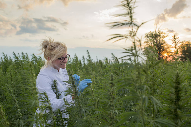 Scientifique sur le champ de marijuana heureux et satisfait des plantes de chanvre CBD
 - Photo, image