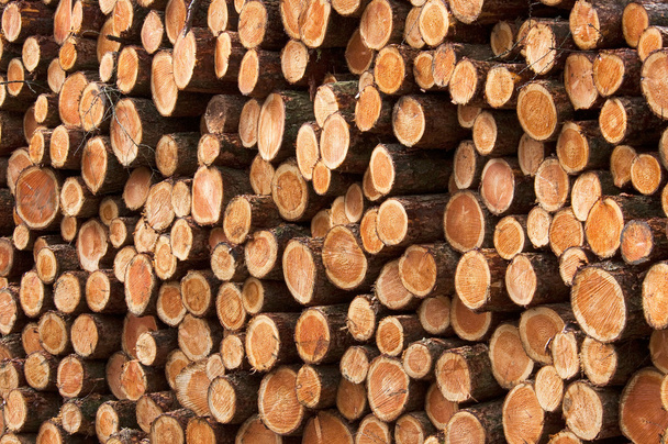 πάσσαλοι από ξύλο - Φωτογραφία, εικόνα