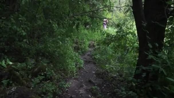 Relaxáló séta egy ösvényen az erdőben. Steadicam lövés. - Felvétel, videó