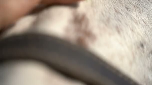 Άσπρο άλογο σε ένα αγρόκτημα - Πλάνα, βίντεο