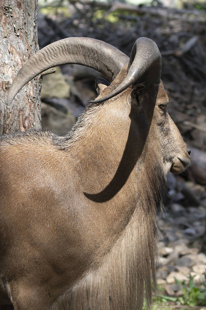 Barbary sheep (Ammotragus lervia) or aoudad is a species  native to rocky mountains in North Africa. Is non-native species into the wild of New Mexico and Texas. - Photo, Image