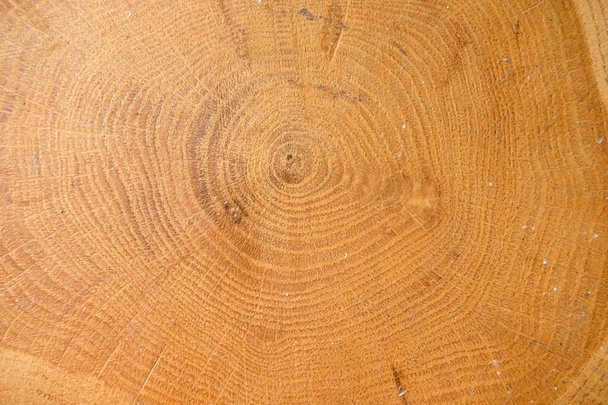 木の幹の断面、スライス松の木。木製の背景。クローズアップ - 写真・画像