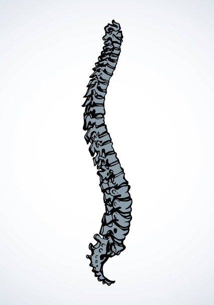 Espina dorsal. Dibujo vectorial
 - Vector, Imagen