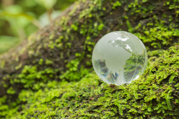 Close up of glass globe in the forest.     - Фото, зображення