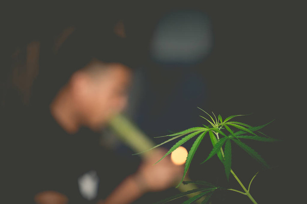 Cannabis plant on the foreground. Blur person smoking medical ma - Photo, Image