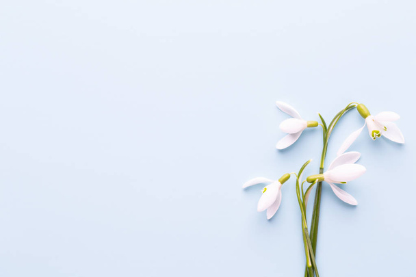 Fresh snowdrops on blue background with place for text. Spring g - Foto, afbeelding