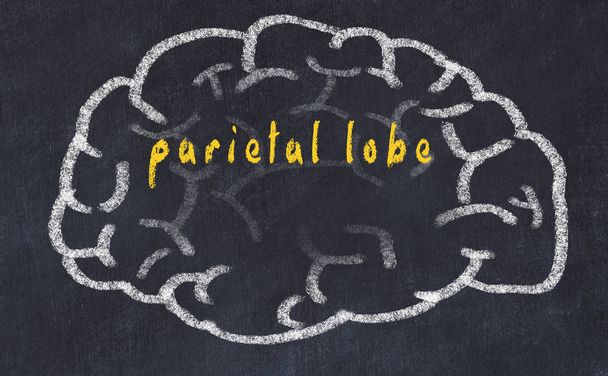 Povichr lidského mozku na tabuli s nápisem parietálního laloku - Fotografie, Obrázek