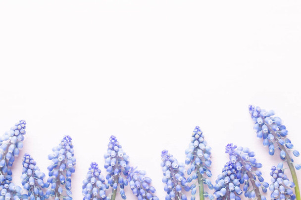 Spring blue muscari flowers. Muscari flowers on pink pastel back - Foto, afbeelding