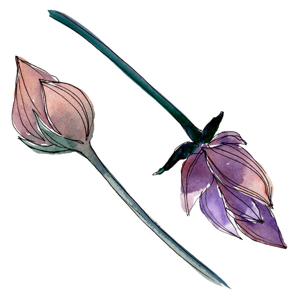 Lotus floral botanical flowers. Watercolor background illustration set. Isolated lotus illustration element. - Zdjęcie, obraz