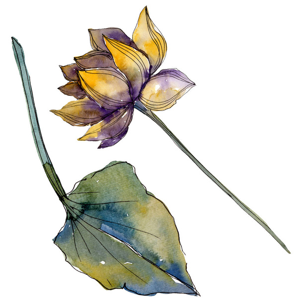 Lotusblüten, botanische Blumen. Aquarell Hintergrundillustration Set. isoliertes Lotus-Illustrationselement. - Foto, Bild
